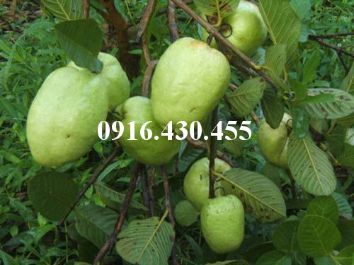 Cây giống ổi không hạt